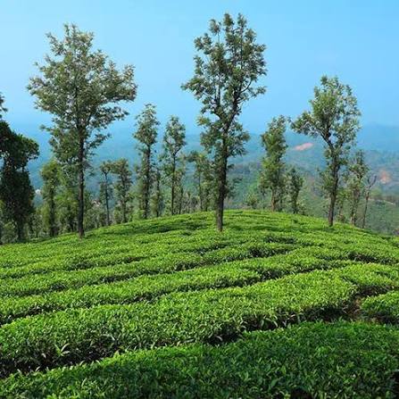 Wayanad tea and coffee plantations Kerala
